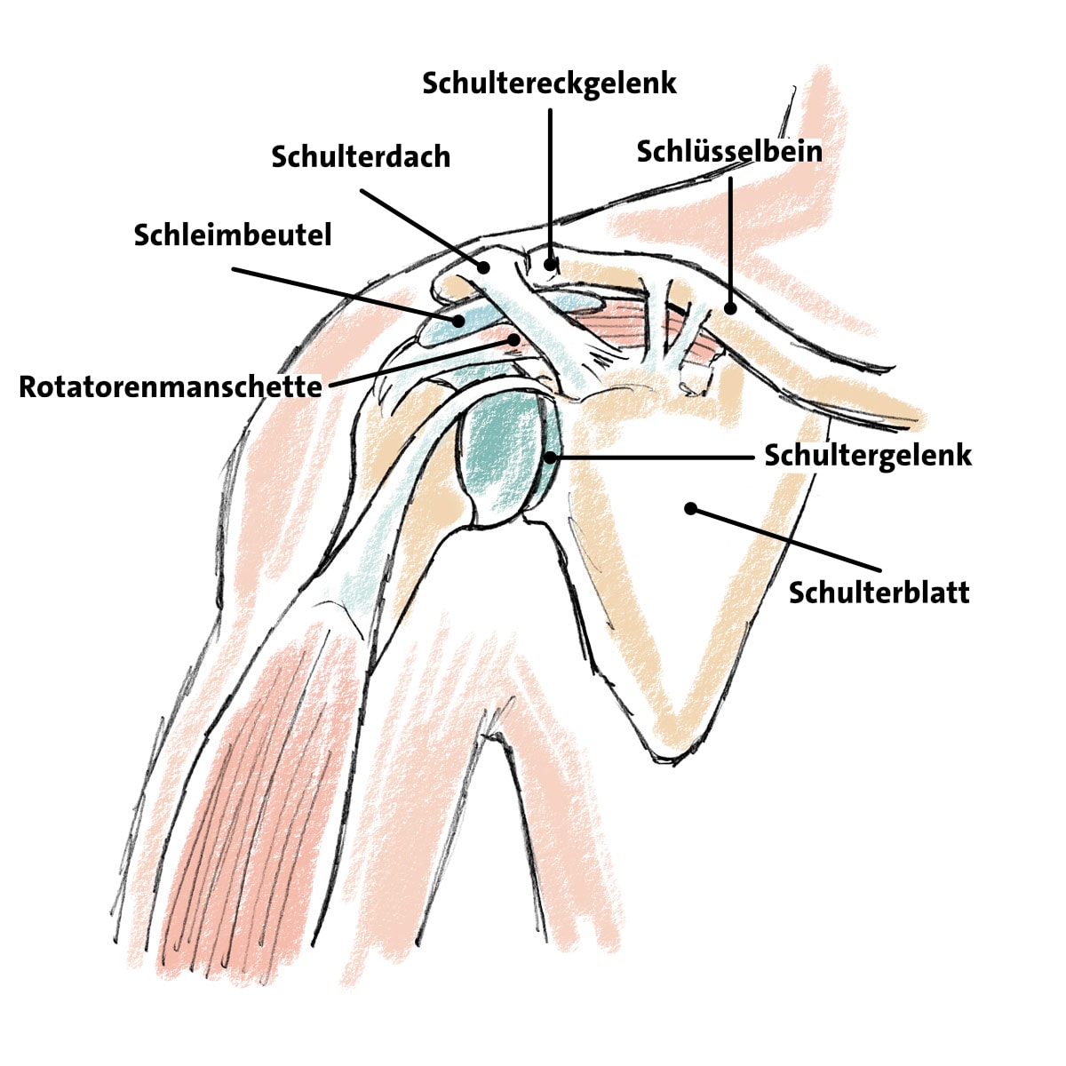 impingement syndrom schulter aufbau